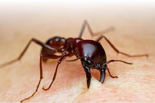 Vết cắn côn trùng có thể gây sốc phản vệ dấu hiệu cần biết