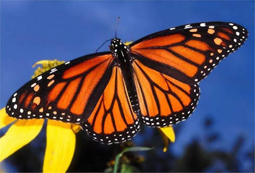 Côn trùng có vai trò gì trong tự nhiên lợi ích bất ngờ