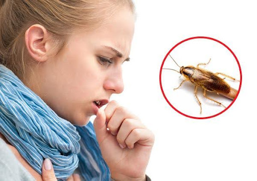 Thiệt hại do gián gây ra cho thực phẩm và sức khỏe gia đình