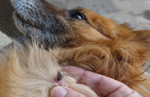 Mối nguy từ bọ chét trên thú cưng và cách bảo vệ bé yêu