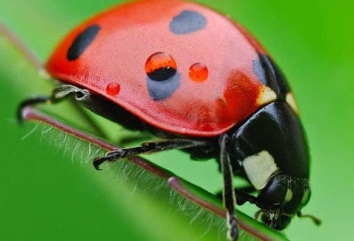 Côn trùng trong văn hóa dân gian: những câu chuyện thú vị