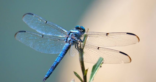 Côn trùng trong văn hóa dân gian: những câu chuyện thú vị