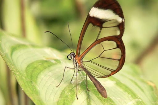 Côn trùng trong văn hóa dân gian: những câu chuyện thú vị