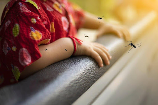 Phòng chống sốt xuất huyết từ muỗi ngay hôm nay 