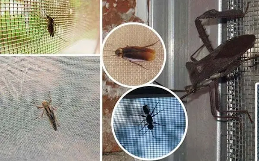 Lưới chống côn trùng giải pháp bền vững bảo vệ ngôi nhà bạn